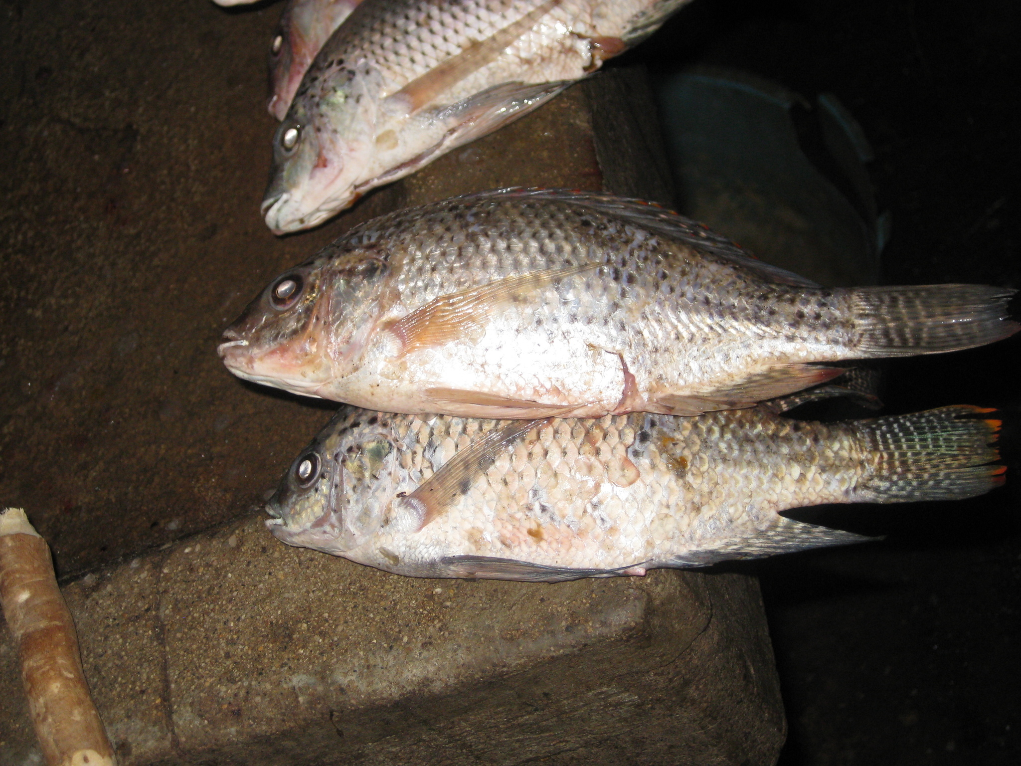 ikan-tilapia-in-english-leonard-mackenzie