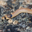 Image of Pygopus nigriceps (Fischer 1882)