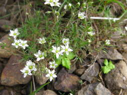 Imagem de Sabulina verna subsp. verna