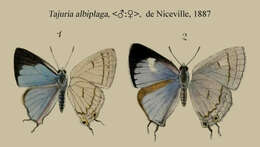 Imagem de Tajuria albiplaga De Nicéville 1887