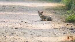 Image of golden jackal