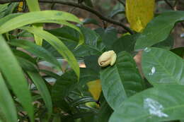 Image of Magnolia liliifera (L.) Baill.