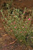 Imagem de Indigofera hilaris Eckl. & Zeyh.