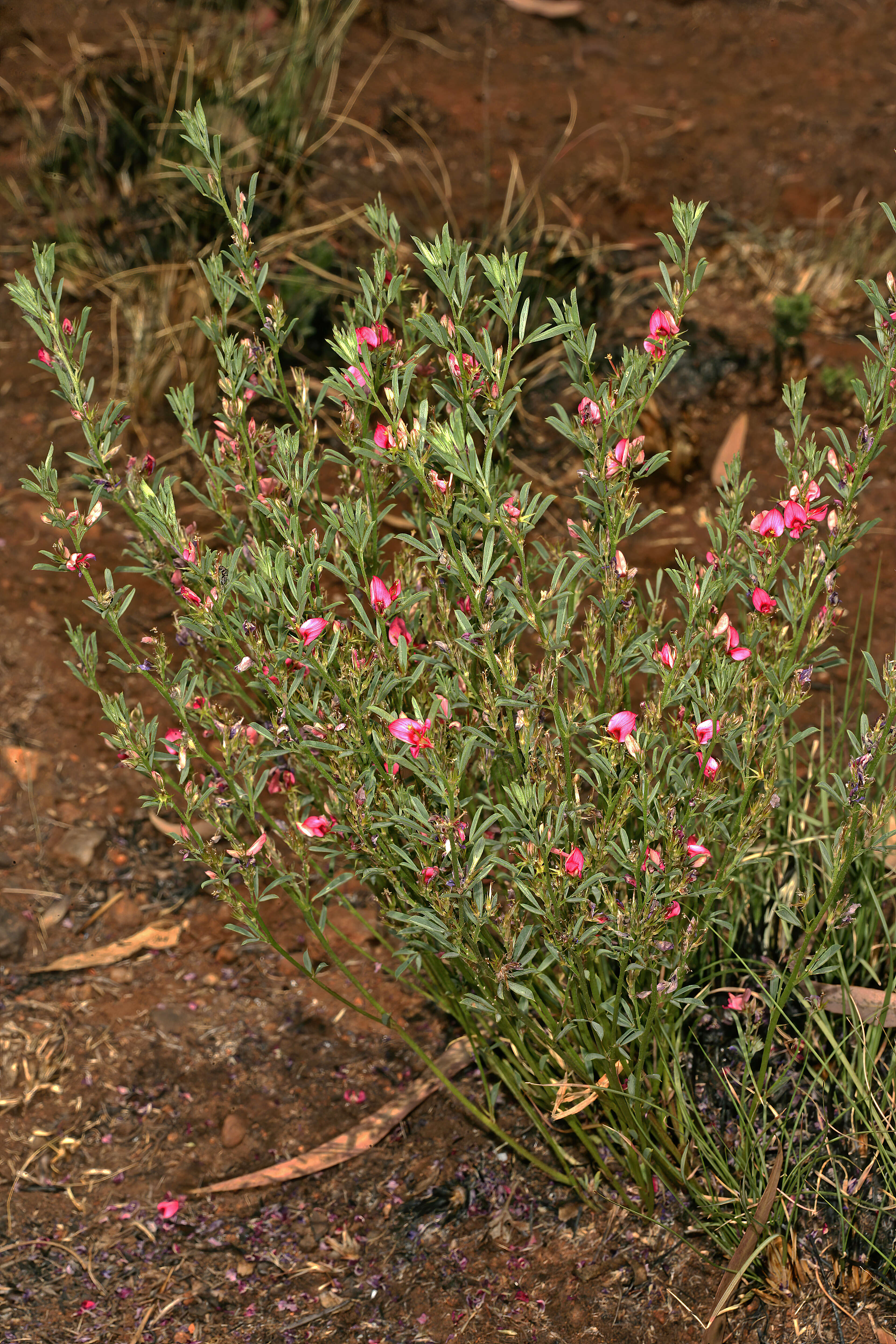 Imagem de Indigofera hilaris Eckl. & Zeyh.