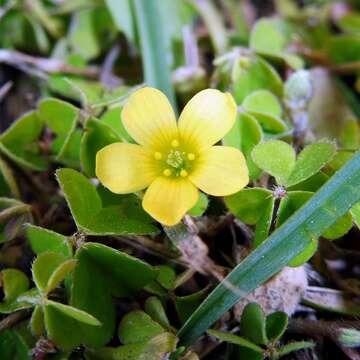 Imagem de Oxalis exilis A. Cunn.