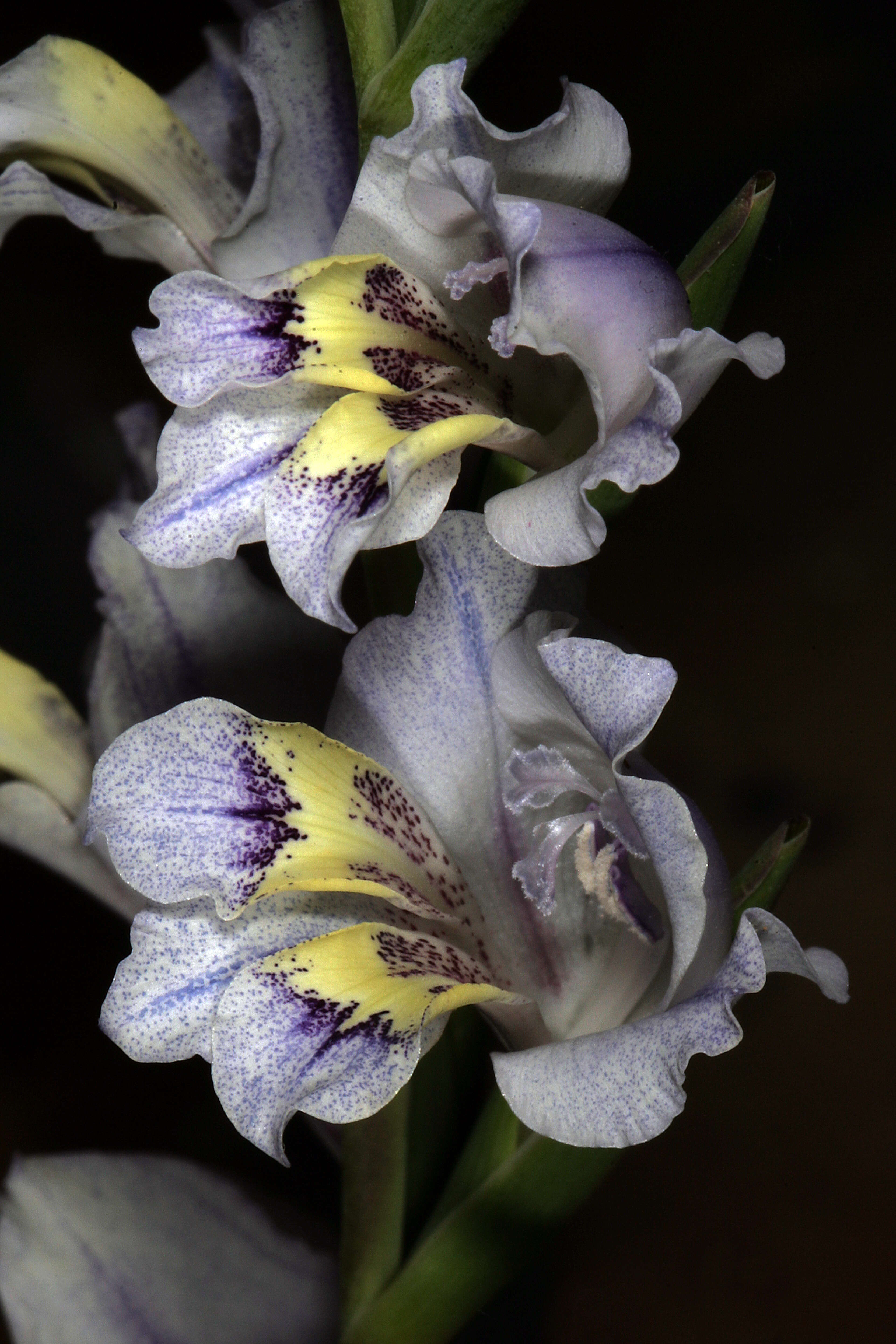 Image of Blue Afrikaner