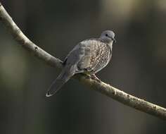 Image of Pink-spotted Fruit Dove