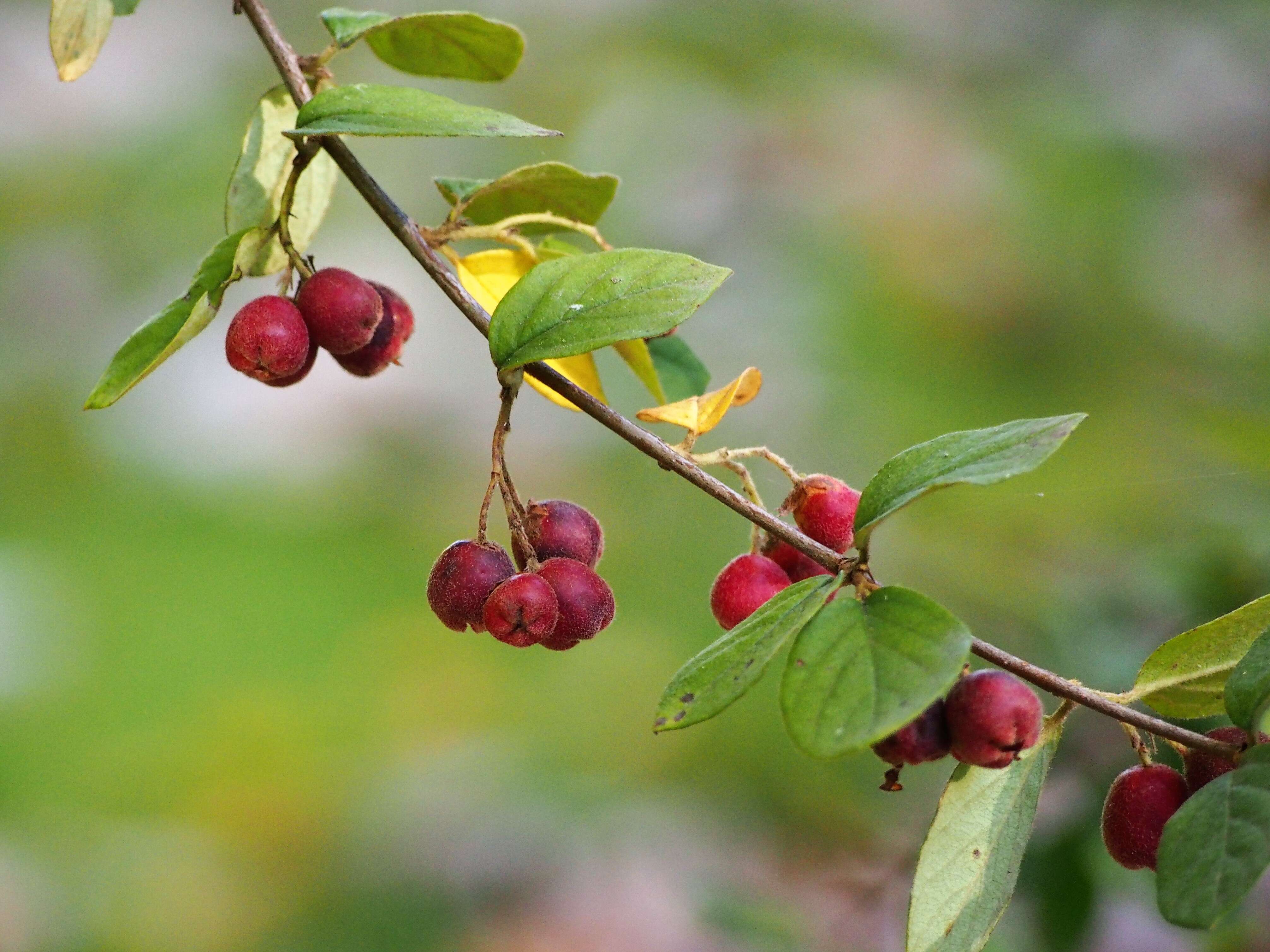 Image of orange cotoneaster