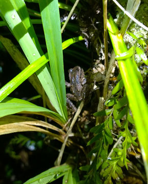 18.https www inaturalist org photos 2661792.580x360