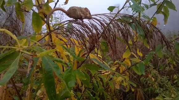 Image of dormouse