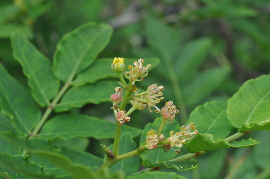 Image of Prickly-ash