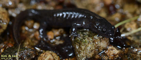 Image of Chinese Salamander