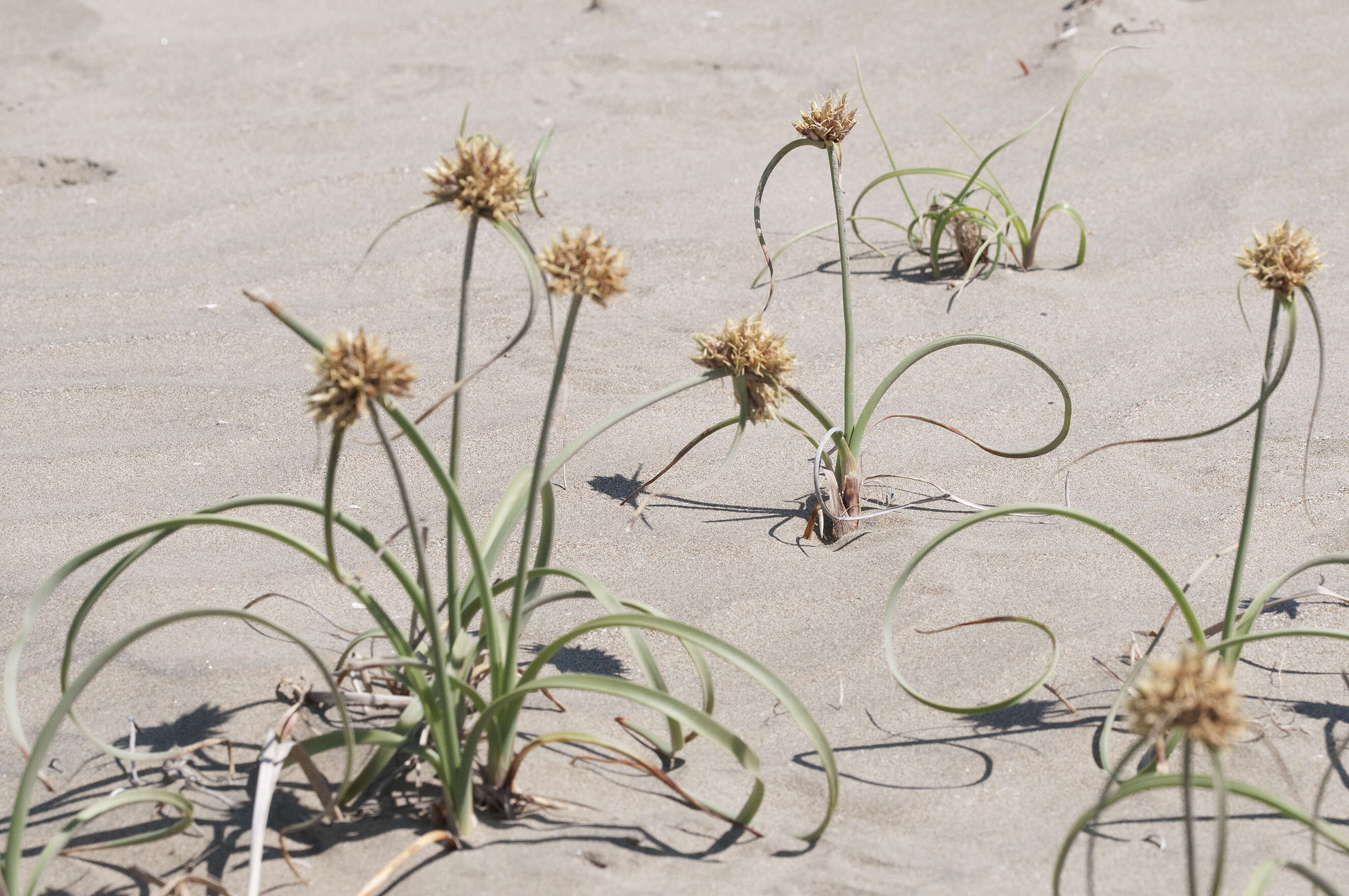 Image de Cyperus capitatus Vand.