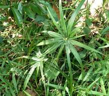 Image of Cyperus albostriatus Schrad.