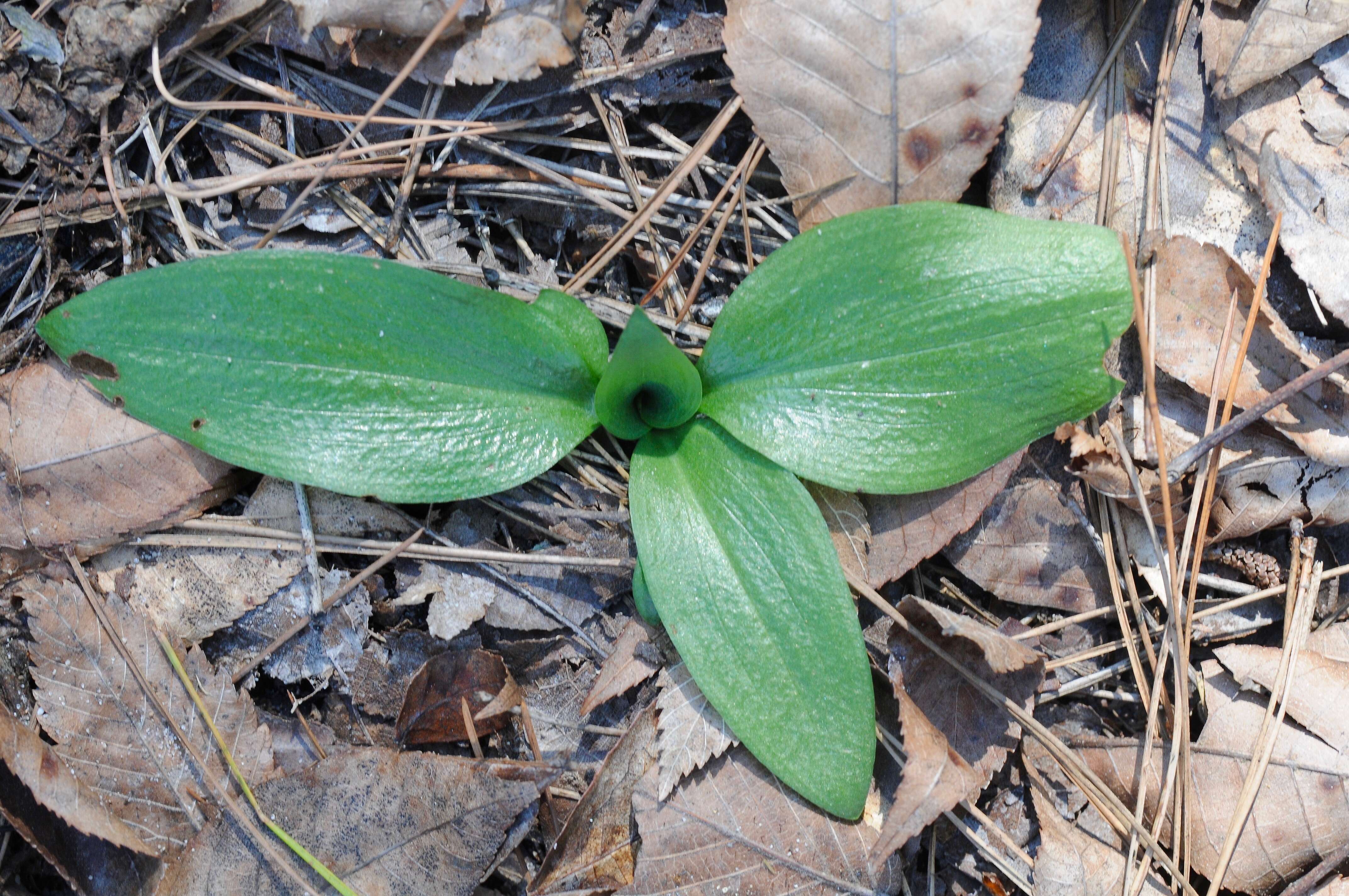 Слика од Spiranthes tuberosa Raf.