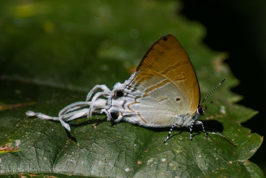 Image of <i>Zeltus amasa</i>