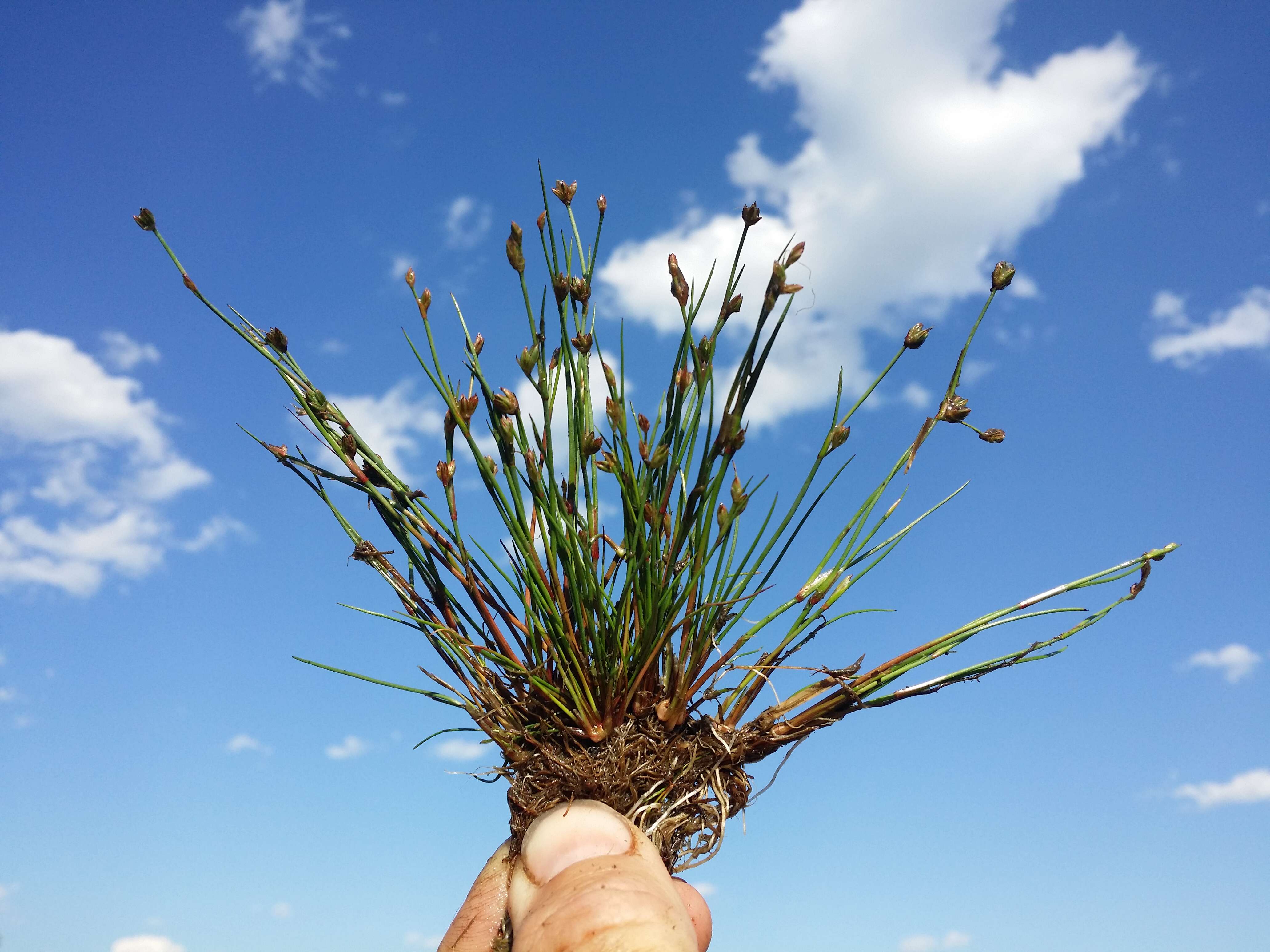 Juncus bulbosus L.的圖片