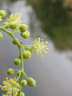 Imagem de Mallotus nudiflorus (L.) Kulju & Welzen