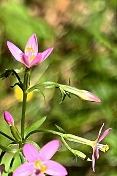 Image of Centaury