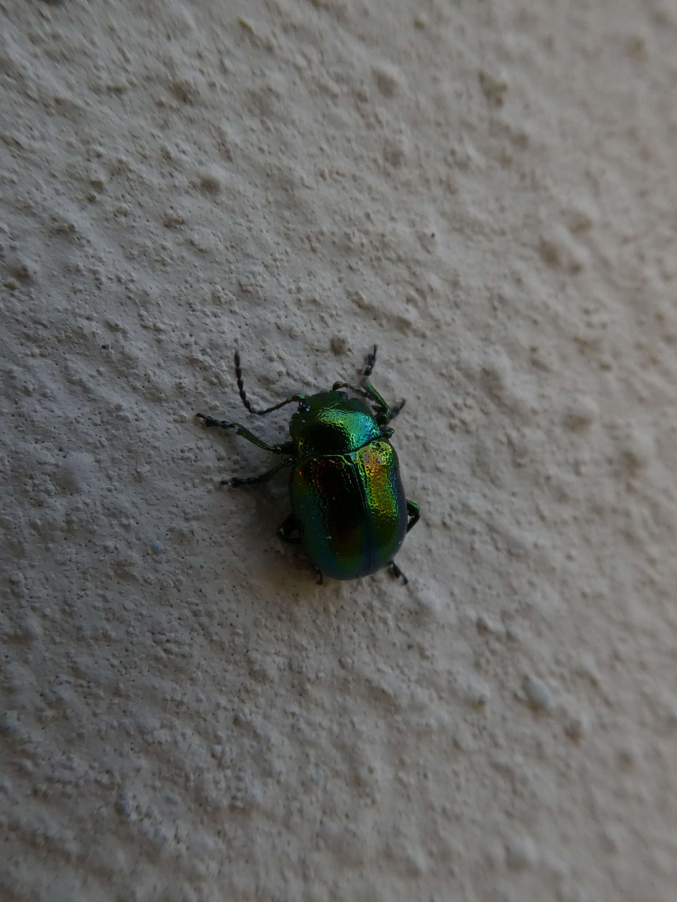 Image of Chrysolina fastuosa