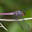 Image of Orthemis ferruginea (Fabricius 1775)