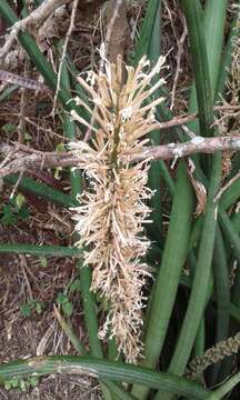 Image of African bowstring hemp