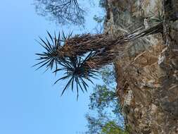 Image of Yucca capensis L. W. Lenz