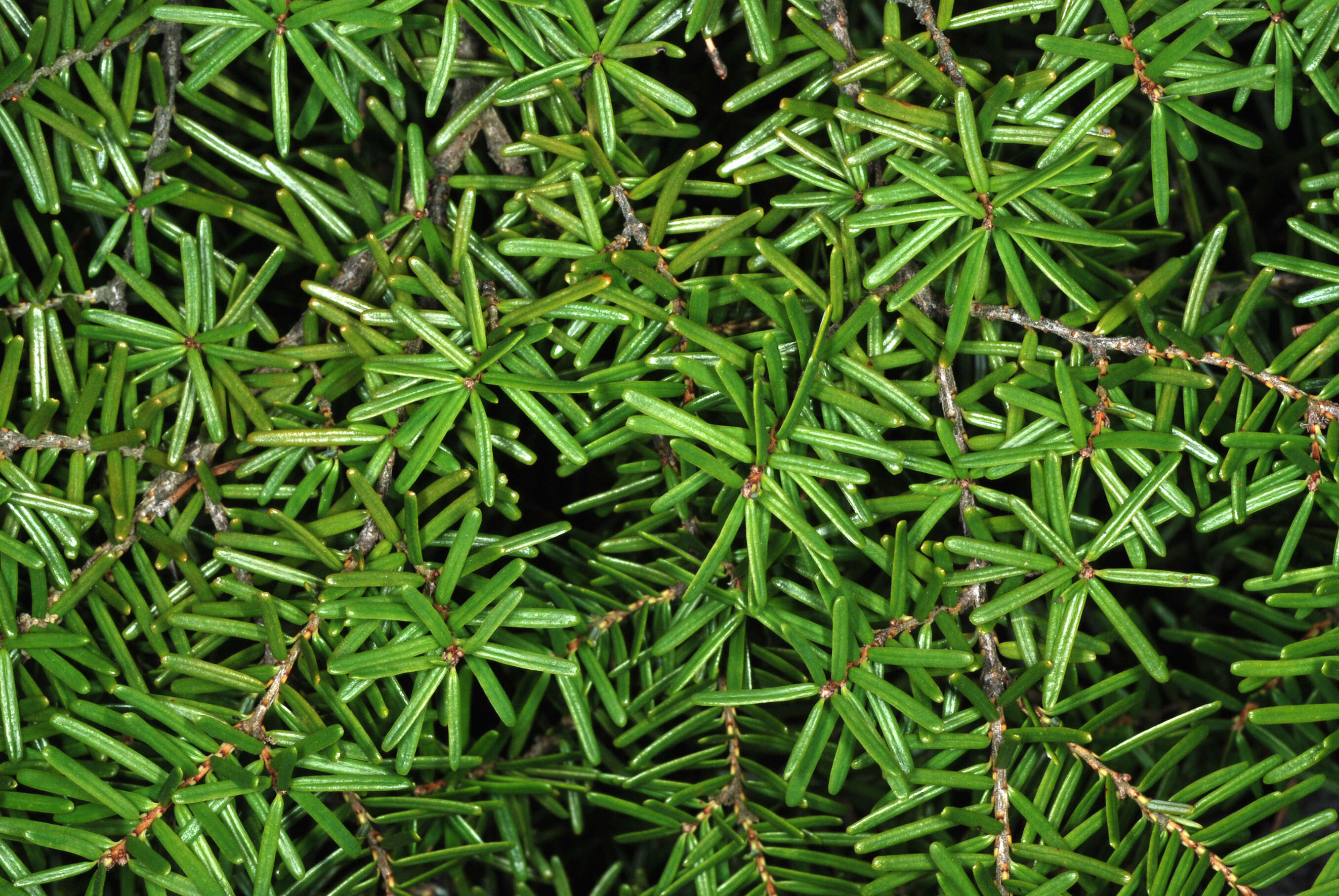 Image of Carolina Hemlock