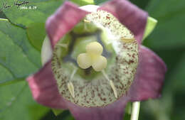 Codonopsis lanceolata (Siebold & Zucc.) Benth. & Hook. fil. ex Trautv. resmi