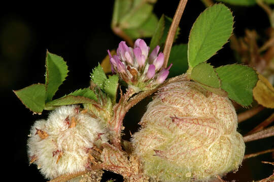 Image of woolly clover