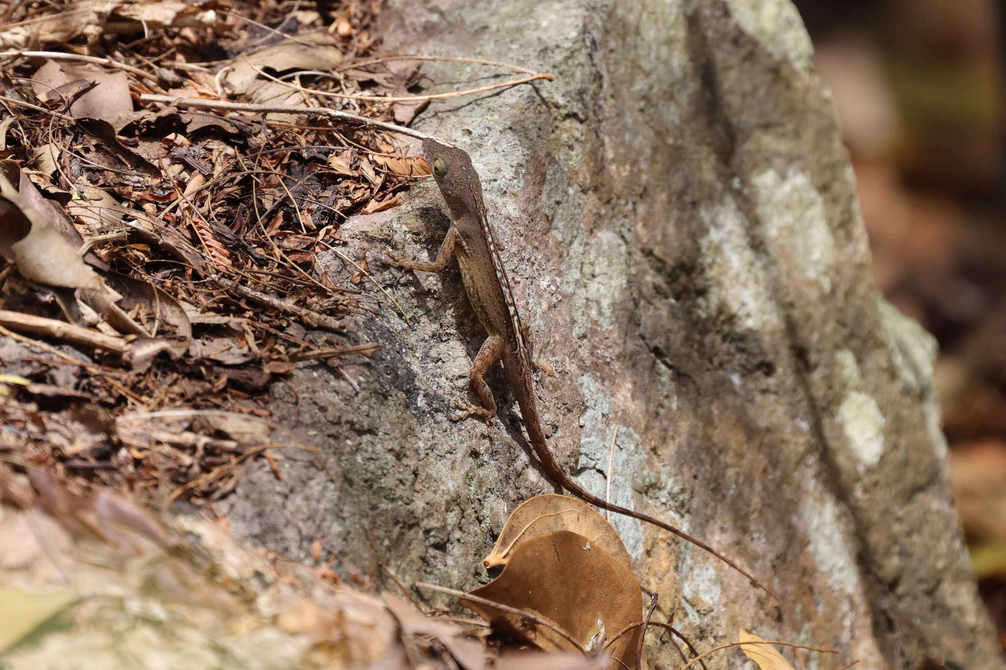 Image of Leopard Anole