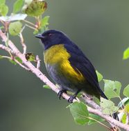 Image of Black-and-yellow Phainoptila