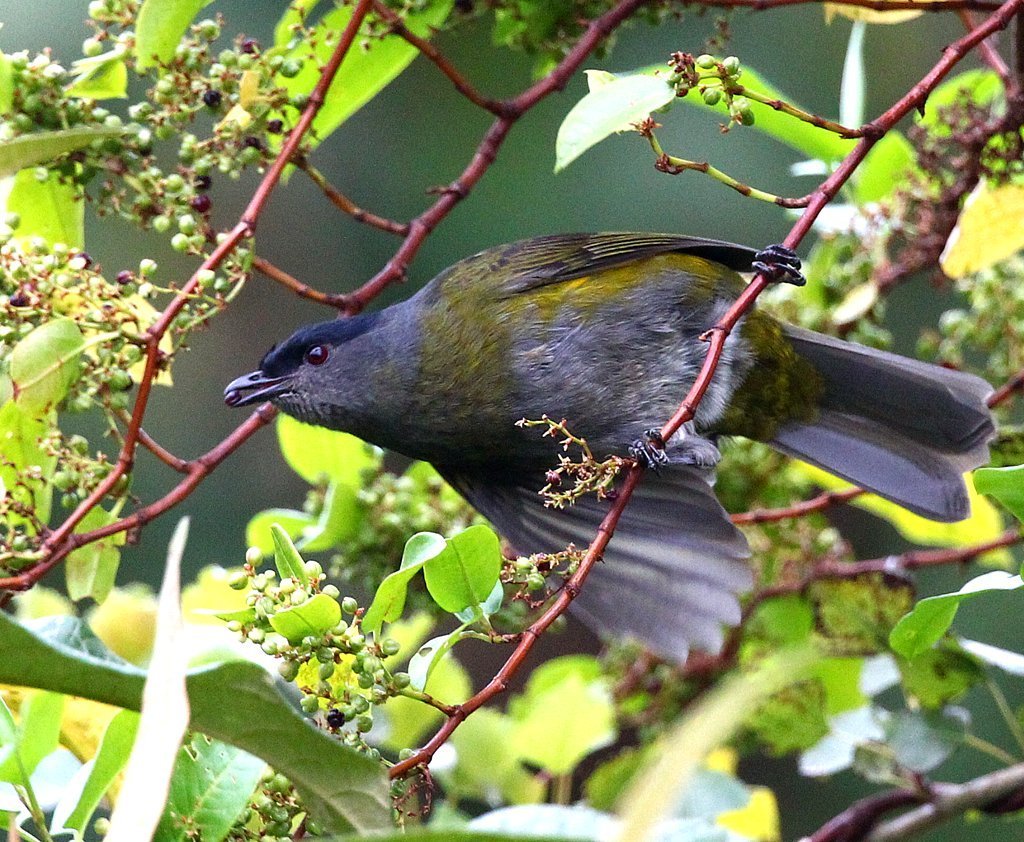 Image of Black-and-yellow Phainoptila
