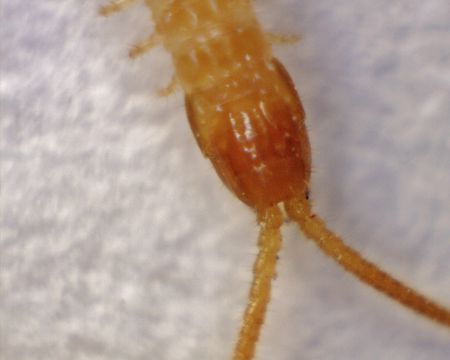Image of <i>Schendyla nemorensis</i> C. L. Koch (1837)