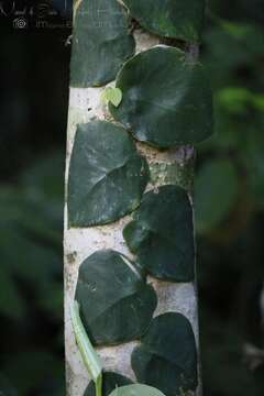 Image of Monstera dubia (Kunth) Engl. & K. Krause