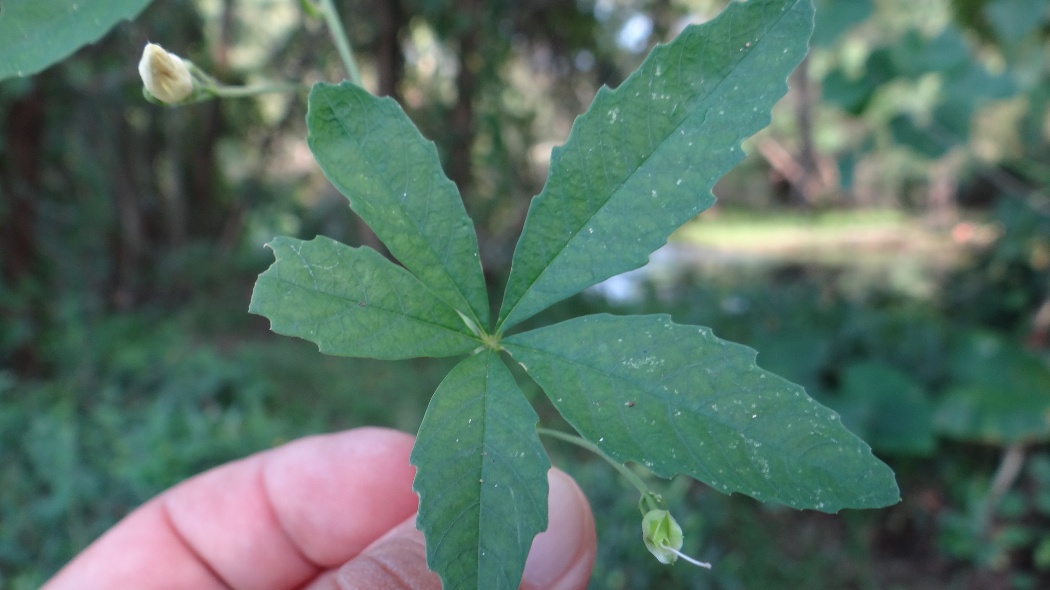 Image of <i>Merremia quinquefolia</i>