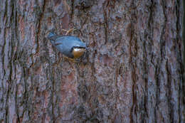 Image of Eurasian Nuthatch