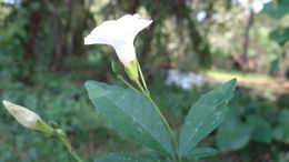 Image of <i>Merremia quinquefolia</i>