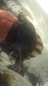 18.https www inaturalist org photos 2669578.580x360
