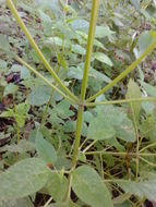 Image of <i>Salvia hispanica</i>