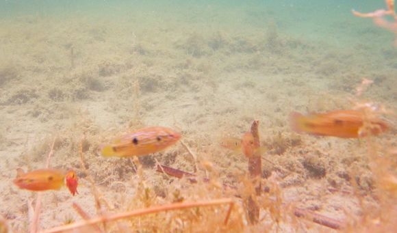 Image of Jewelfish