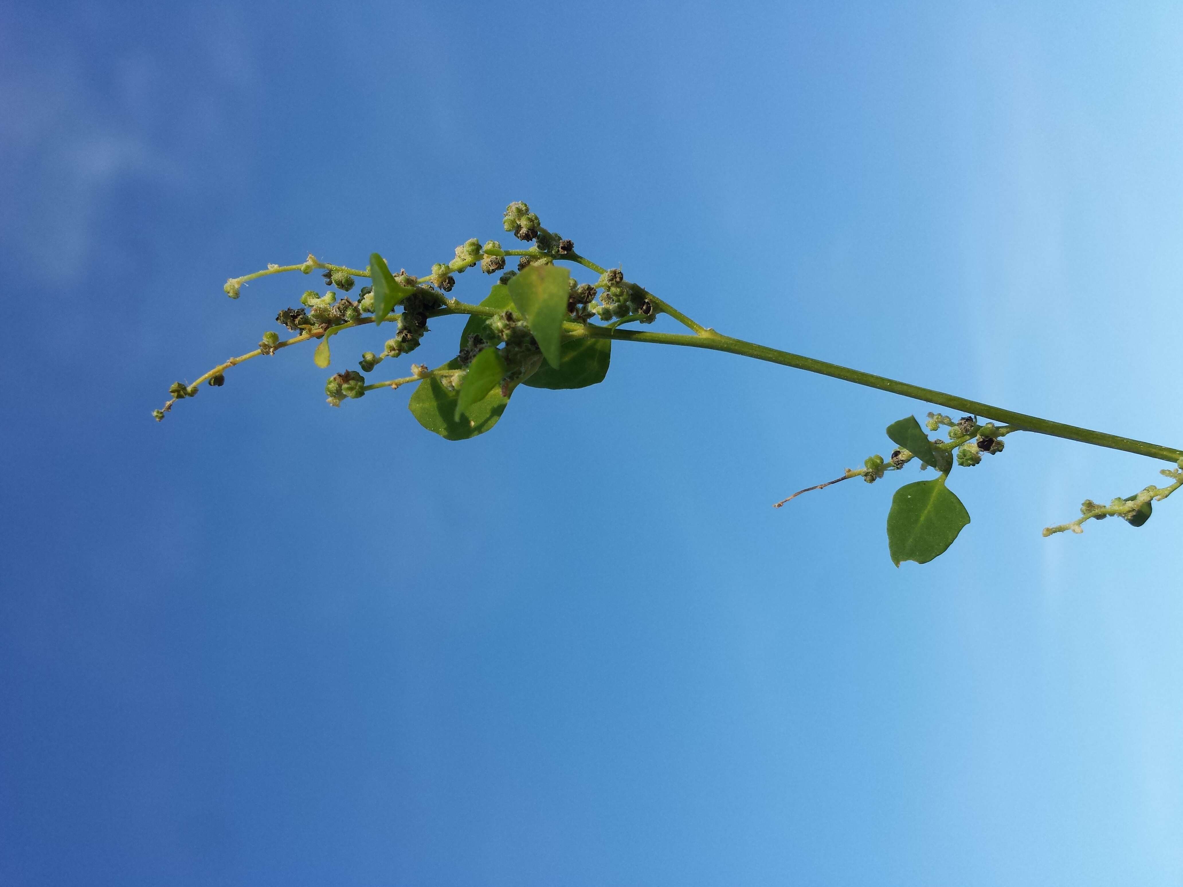 Plancia ëd Chenopodium opulifolium Schrader