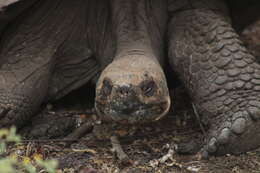 Image of Sierra Negra giant tortoise