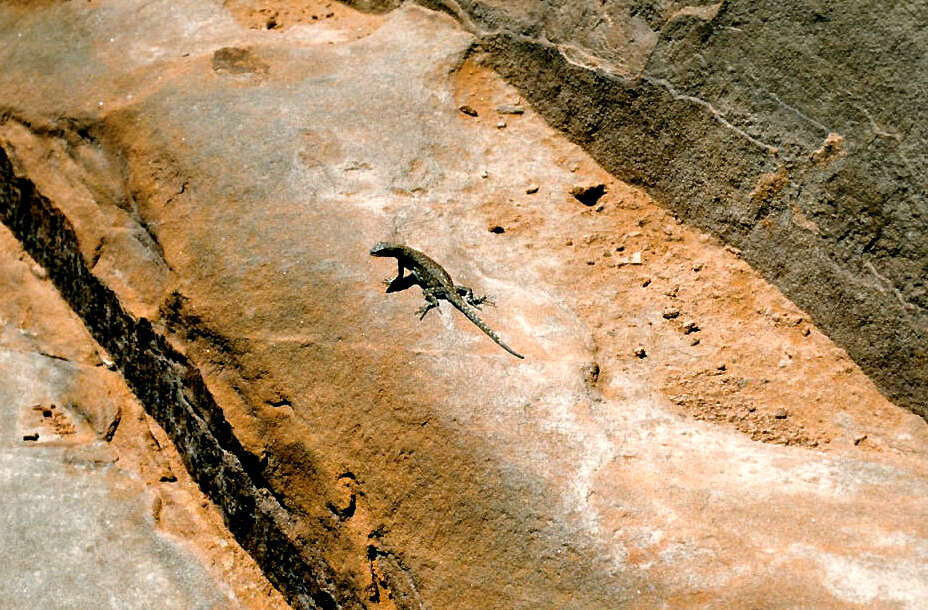 Image of common side-blotched lizard