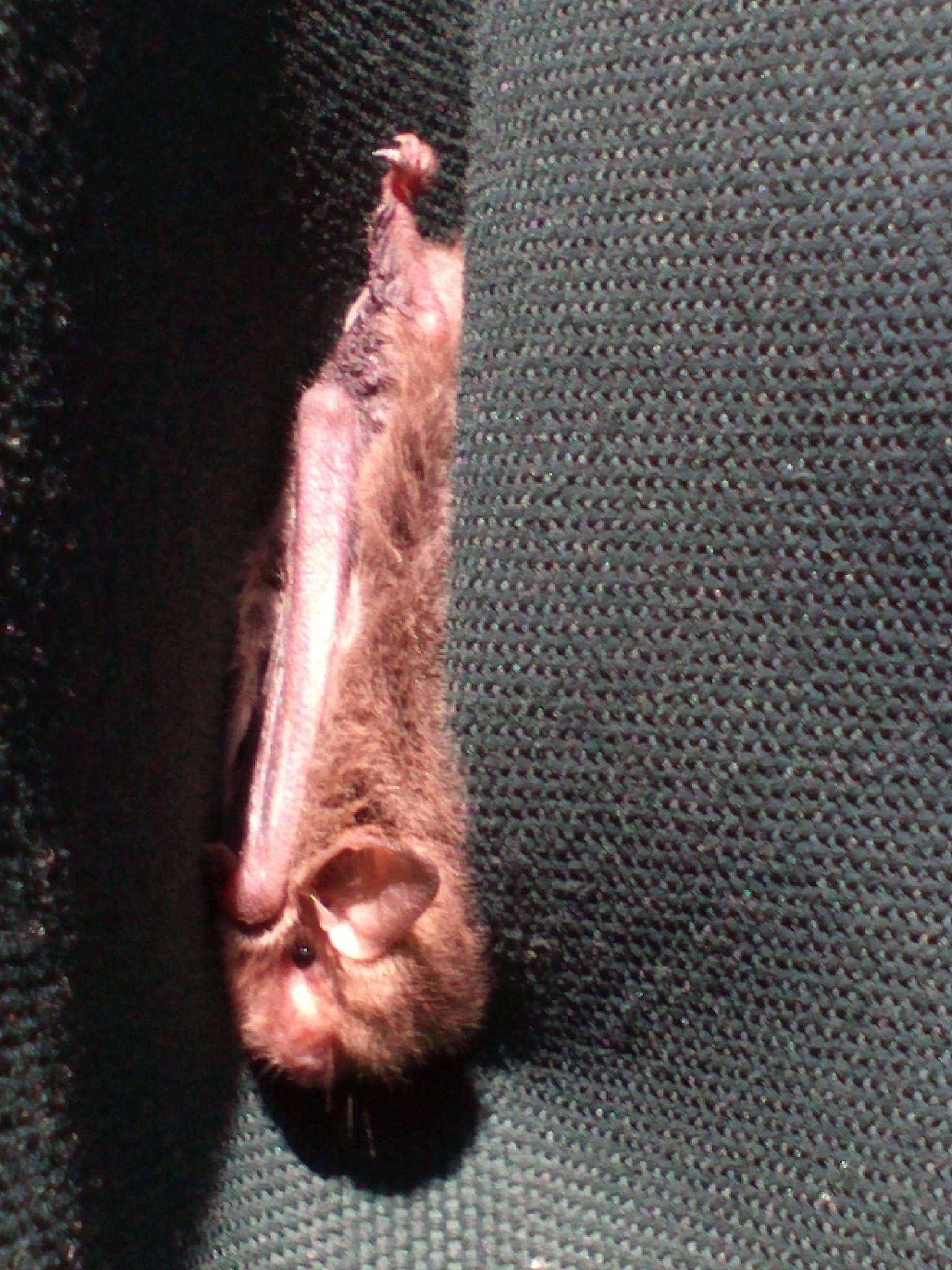 Image of Chocolate Wattled Bat