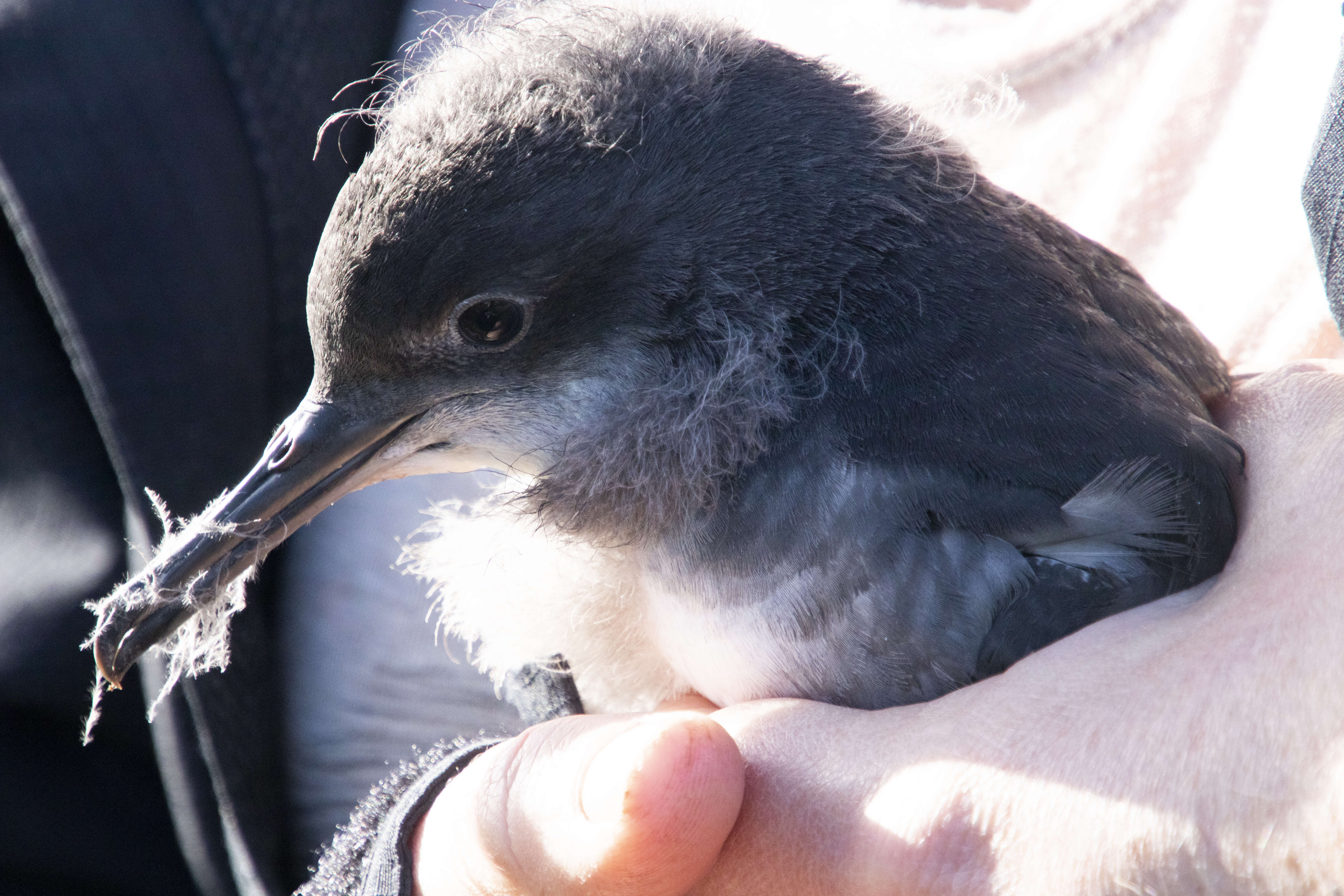 Image of Hutton's Shearwater