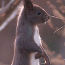 Image of Eurasian red squirrel