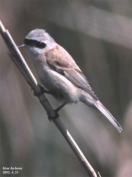 Image of Chinese Penduline Tit