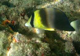 Image of Blackburn's Butterflyfish