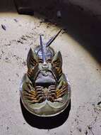 Image of Horseshoe Crab